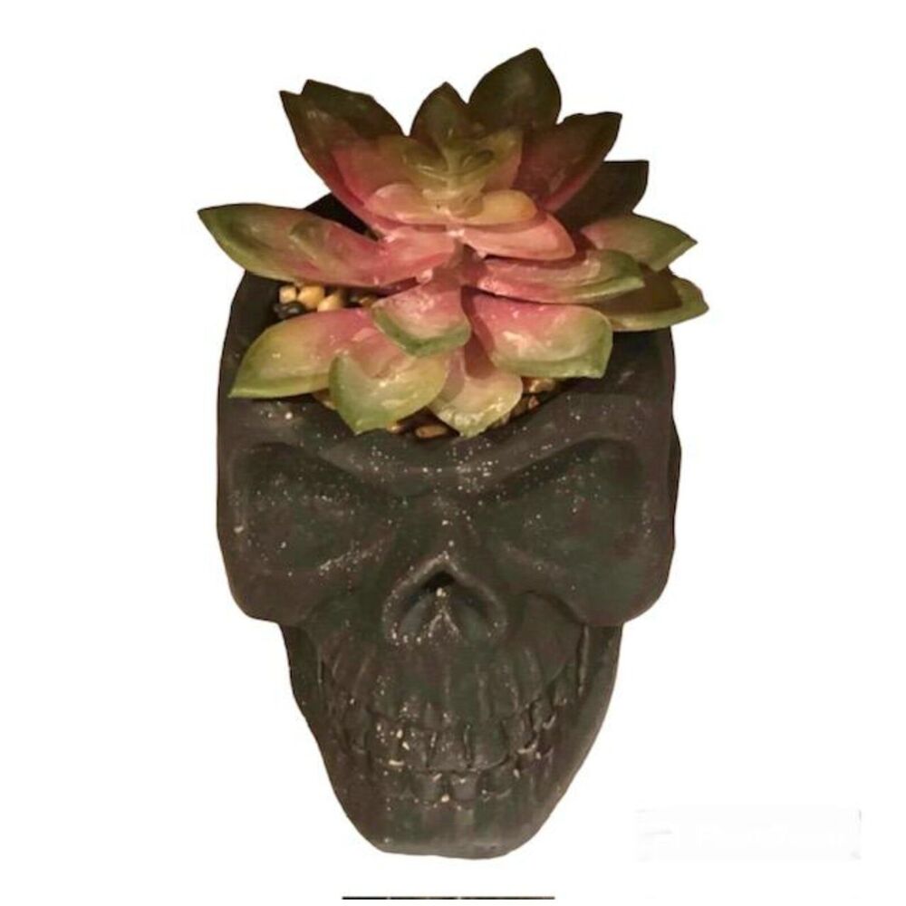 Cement Black Skull With Faux Succulents Halloween Decor Handcrafted New in Box